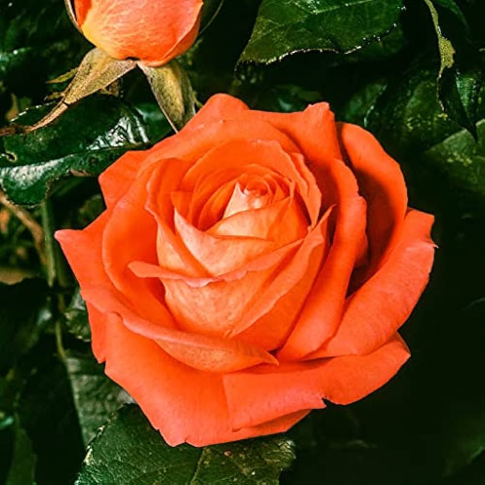 Tropicana - Rose for planting in home garden